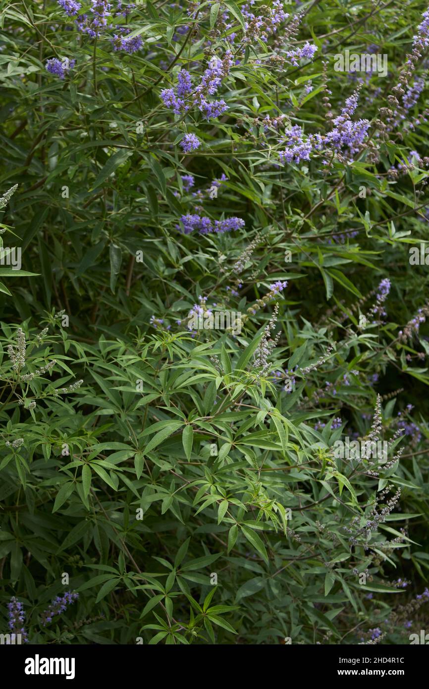 Vitex agnus-castus in fiore Foto Stock