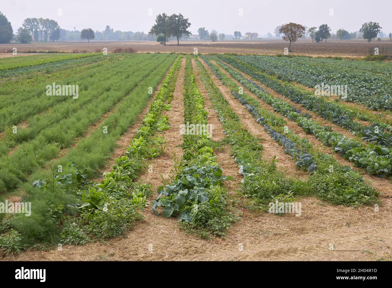 Campo agricolo di verdure invernali Foto Stock