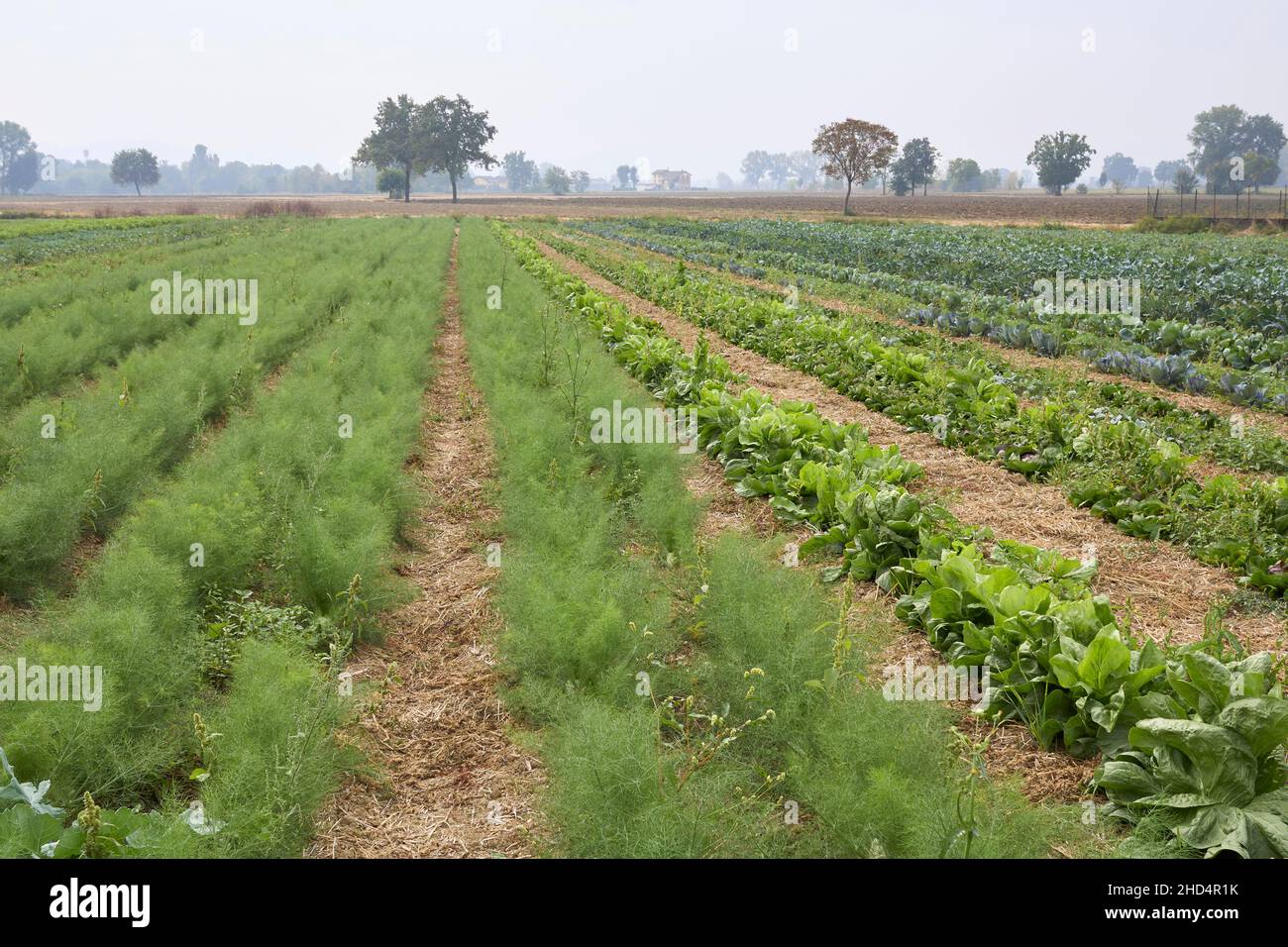 Campo agricolo di verdure invernali Foto Stock