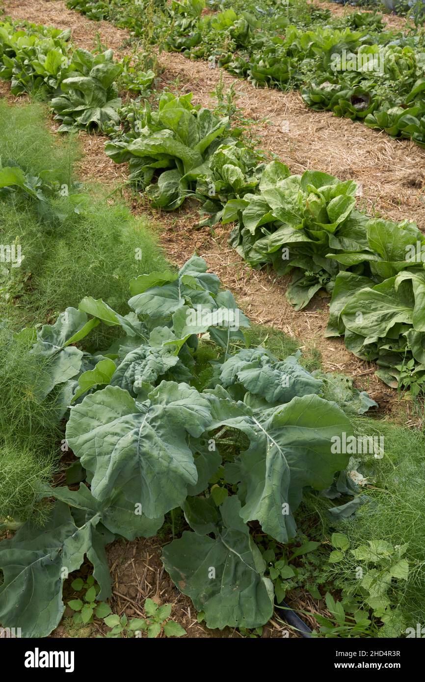 Campo agricolo di verdure invernali Foto Stock