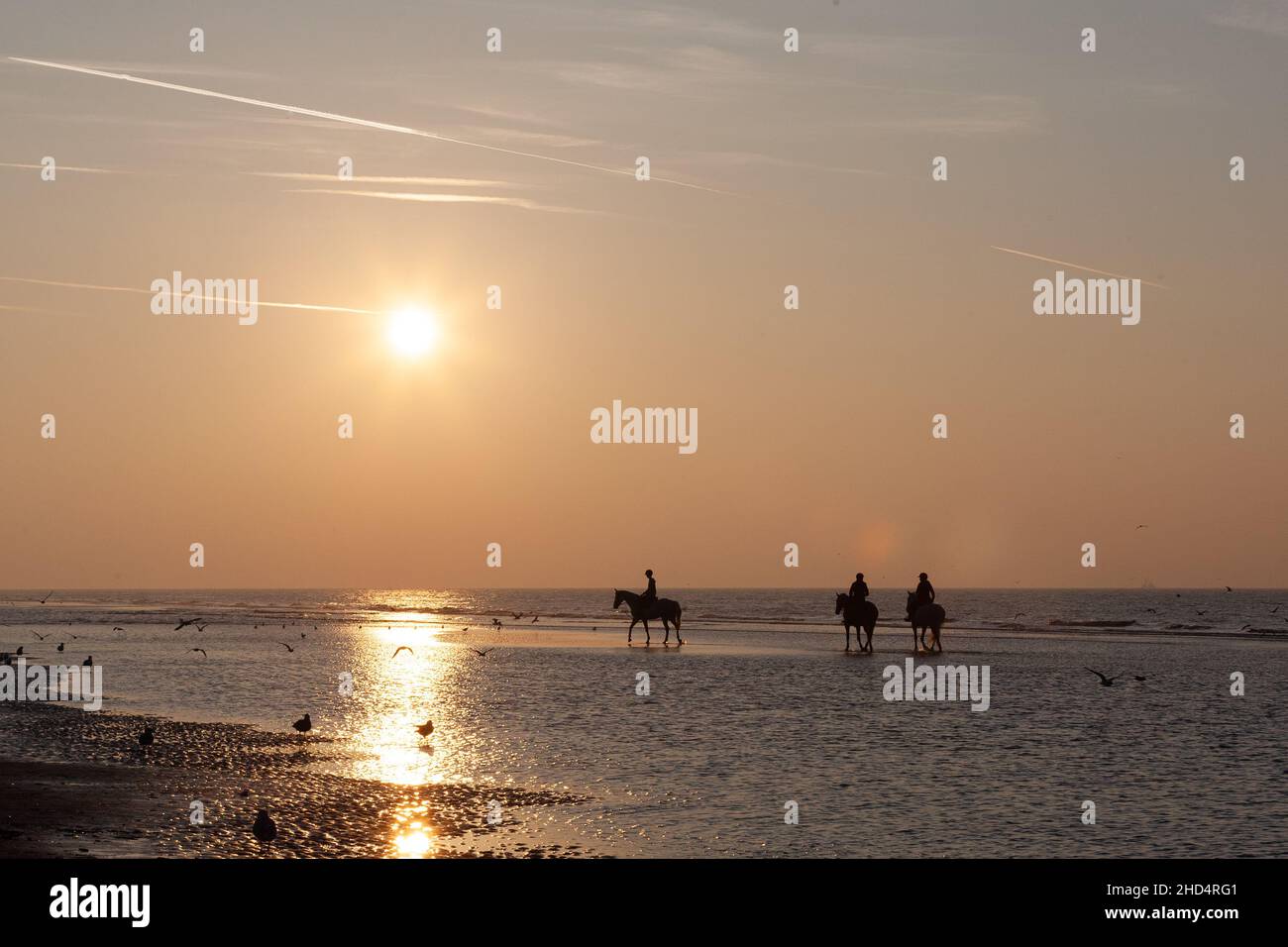 Vista panoramica di tre silhouette a cavallo sulla spiaggia al tramonto a Nieuwpoort, Belgio Foto Stock