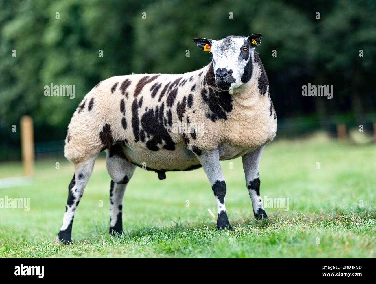 Pedigree Dutch Spotted RAM stava in campo. Cumbria, Regno Unito. Foto Stock