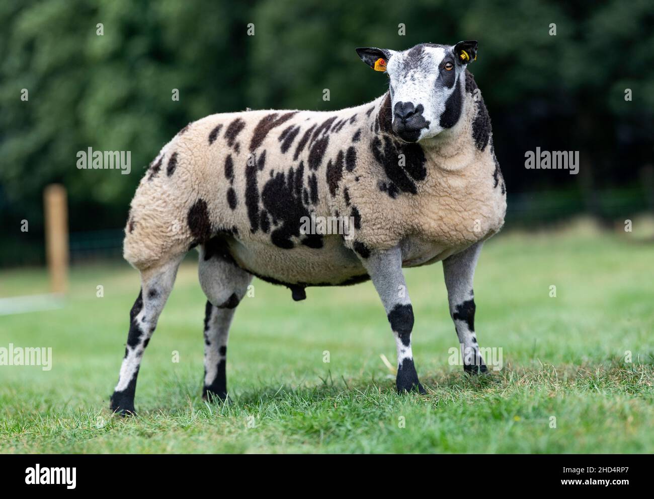 Pedigree Dutch Spotted RAM stava in campo. Cumbria, Regno Unito. Foto Stock