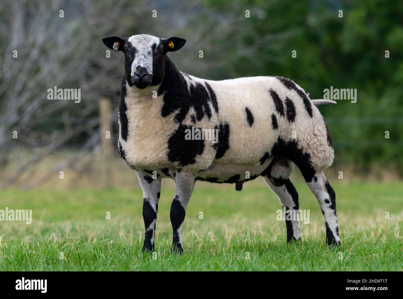 Pedigree Dutch Spotted RAM stava in campo. Cumbria, Regno Unito. Foto Stock