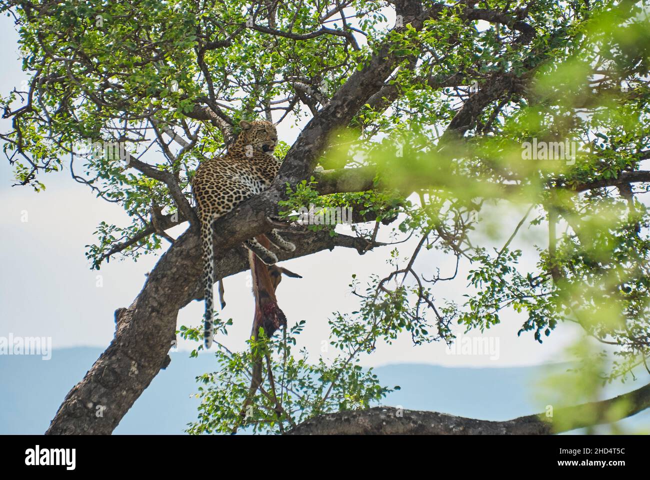 leopardo, Panthera pardus, un grande predatore e gatto selvatico africano seduto in alto in un albero con un Impala morto come sua preda Foto Stock