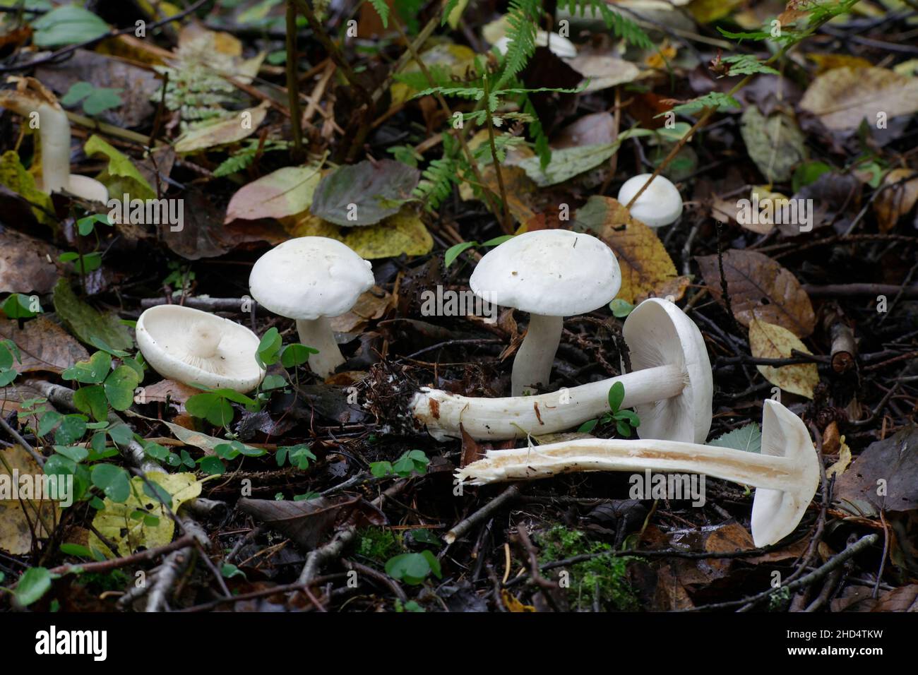 Tricholoma stiparophyllum, noto come cavaliere chimico, fungo selvatico dalla Finlandia Foto Stock
