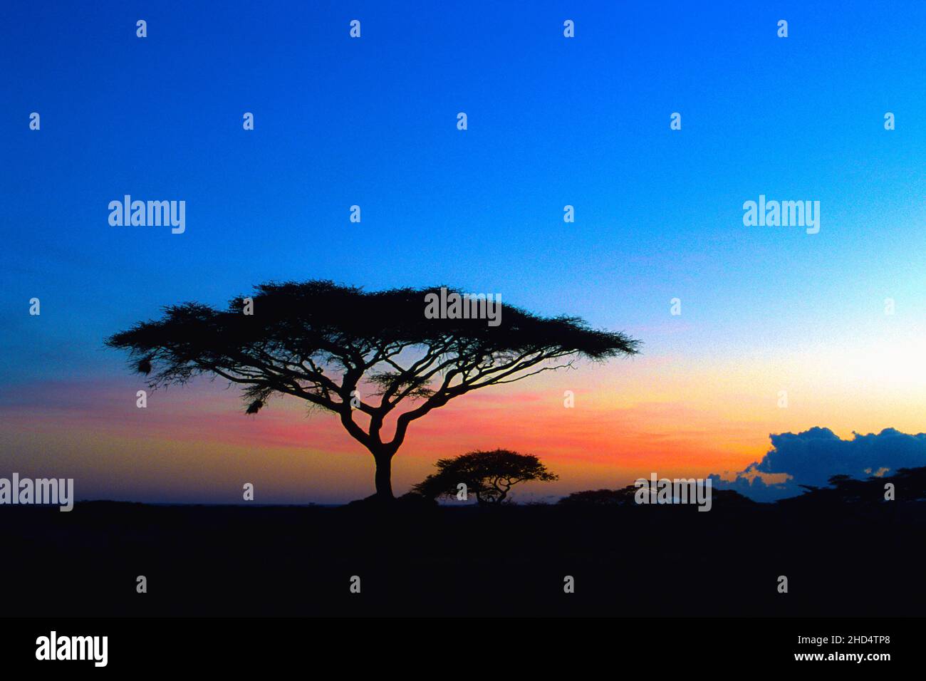 Un albero di acacia si staglia contro il sole che tramonta nelle pianure di Serengeti in Tanzania, Africa. Foto Stock