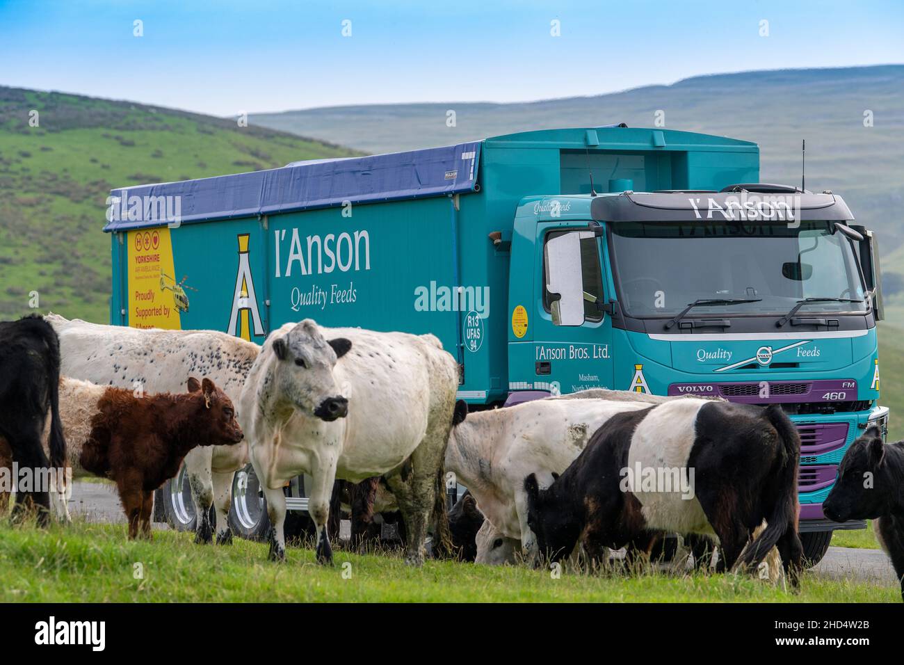 Carro da mangime agricolo su brughiera circondato da bestiame autoctono. Malham Moor, North Yorkshire, Regno Unito. Foto Stock