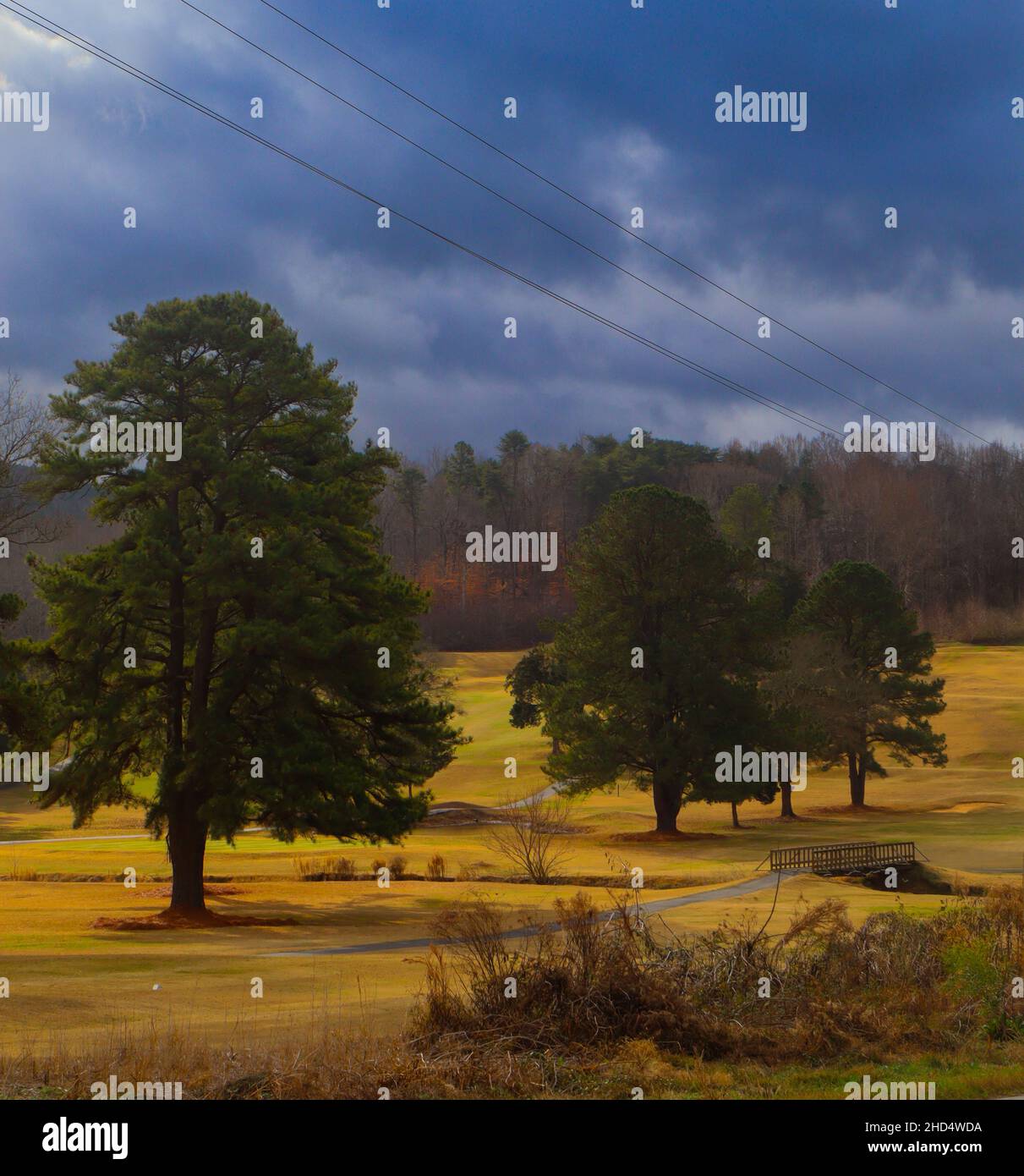 Foresta Foto Stock