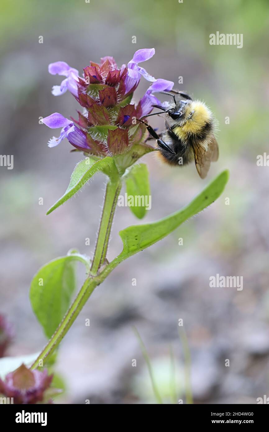 Prunella vulgaris, comunemente noto come Self-Heal, Heal-All, Heart-of-the-Earth o Woundwort, pianta selvaggia di fioritura dalla Finlandia Foto Stock