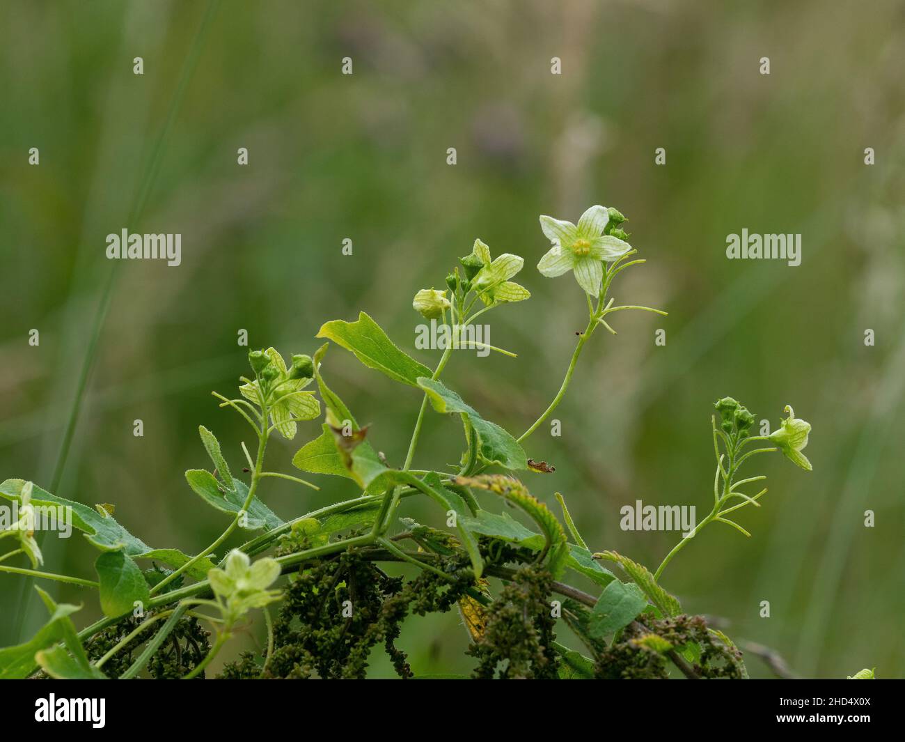 Bryonia cretica bryonia bianca che scordano su una pianta del molo, la riserva naturale di St Catherine's Hill, l'Hampshire e la riserva naturale dell'isola di Wight, Win Foto Stock