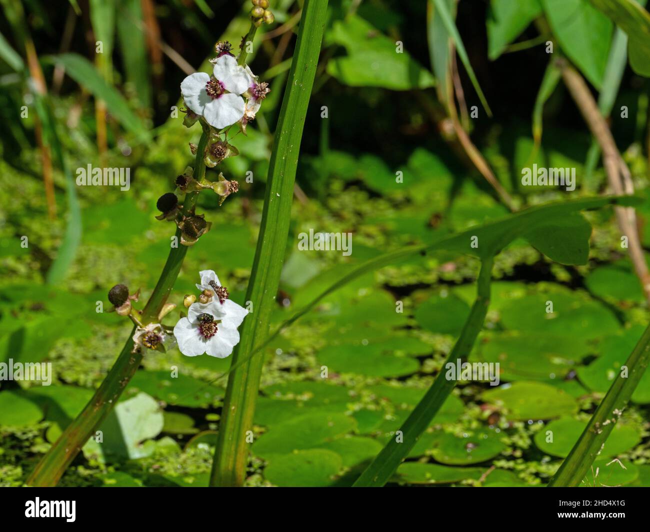 Arrowhead Sagittaria sagittifolia in Glastonbury Canal, Ham Wall RSPB Reserve, Avalon Marshes, Somerset Levels and Moors, Somerset, Inghilterra, UK, Augus Foto Stock