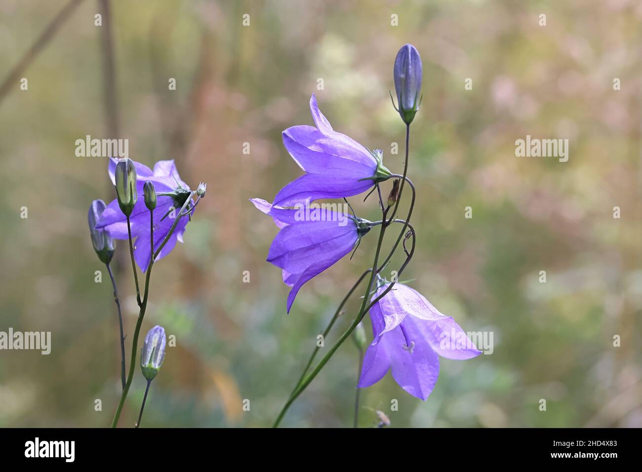Campanula rotundifolia, comunemente conosciuta come Harebell, Bluebell o Bluebell bellflower, fiore selvatico dalla Finlandia Foto Stock