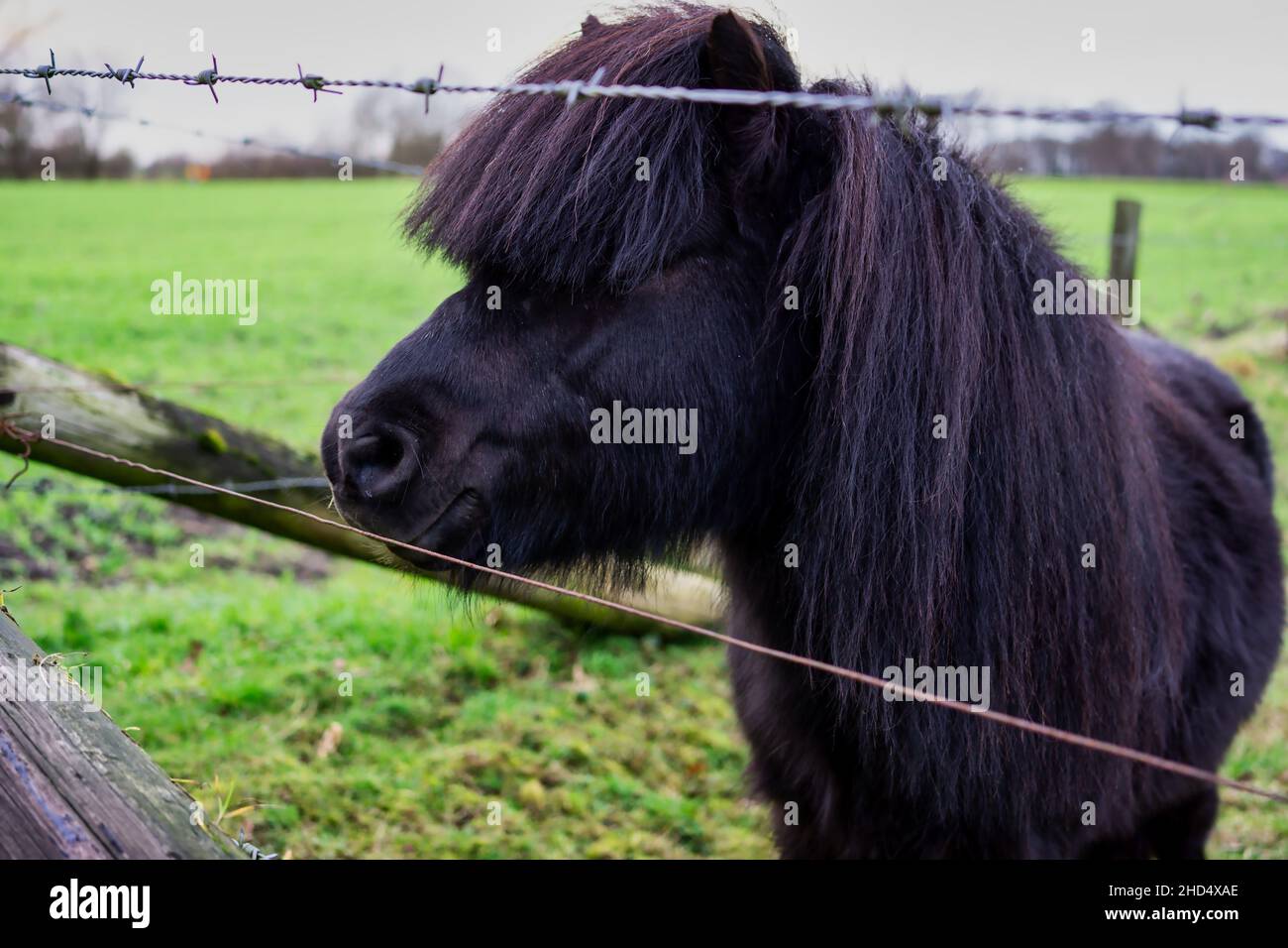 Black white pony immagini e fotografie stock ad alta risoluzione - Pagina 3  - Alamy