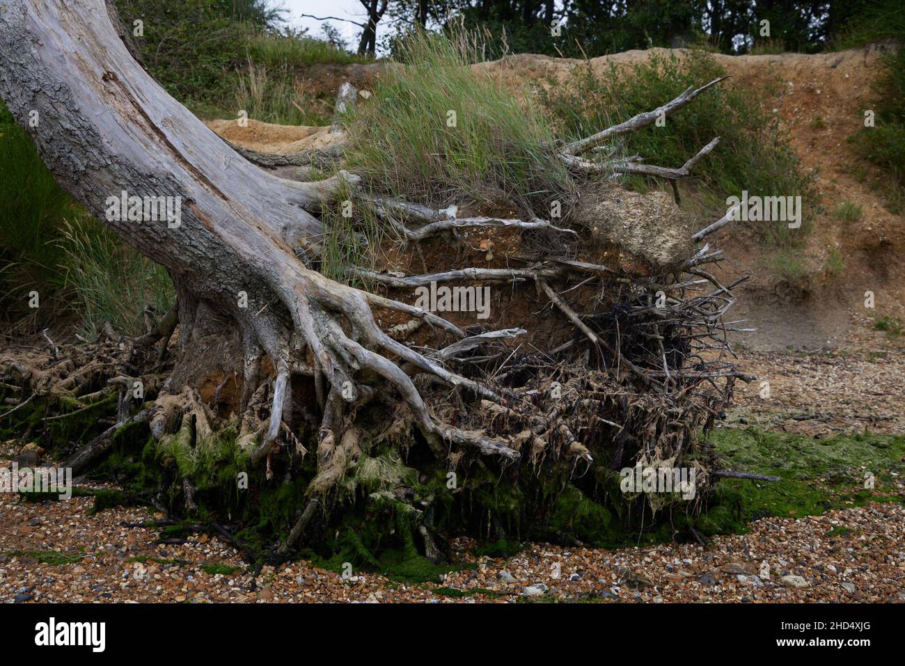 Effetti di erosione costiera su alberi. Foto Stock