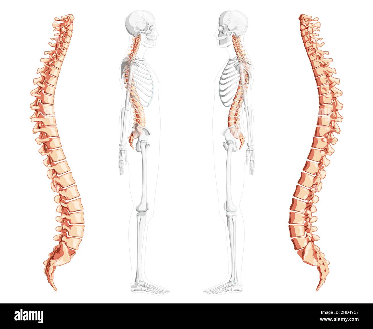 PSD Anatomia Umana Colonna Vertebrale, oltre Modelli PSD Gratui di Alta Qualà | Freepik