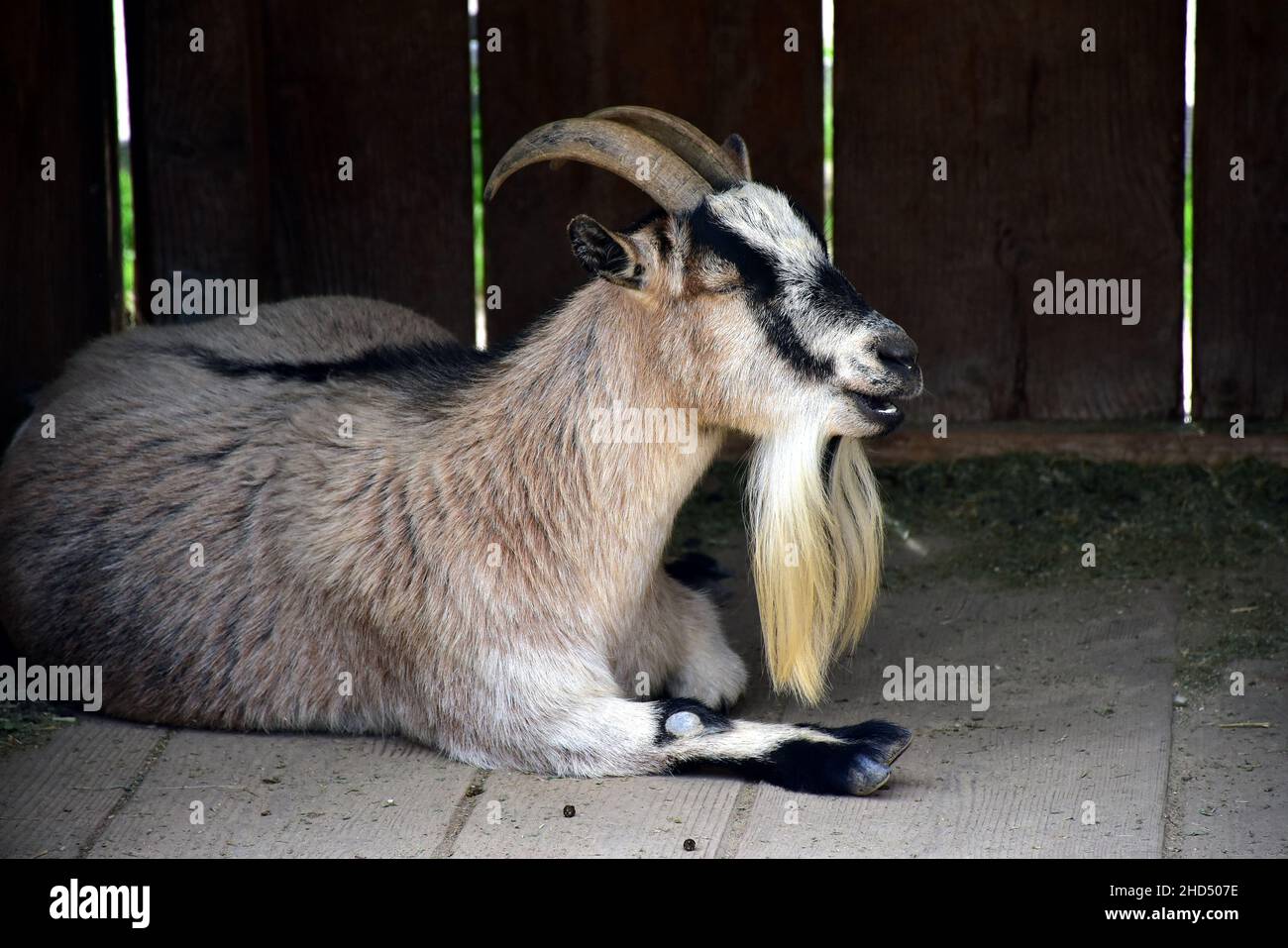 Capra con barba lunga che giace dal muro di legno di slat Foto Stock