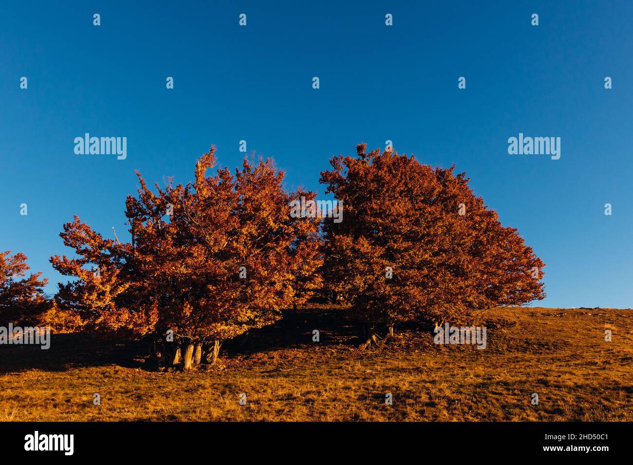 Paesaggio panoramico con alberi autunnali sullo sfondo del cielo blu nuvoloso Foto Stock