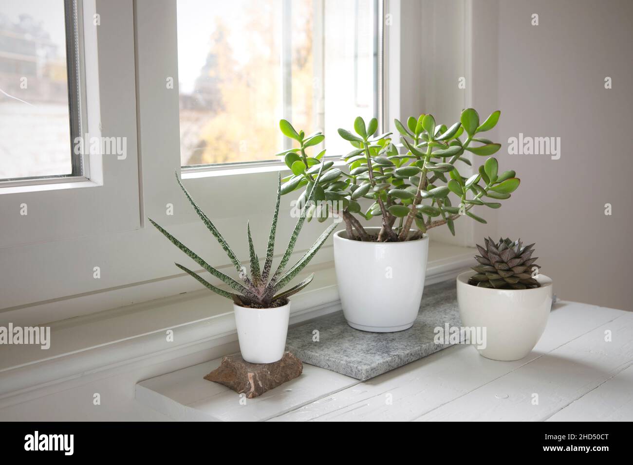 Raccolta succulenta sul tavolo vicino alla finestra. Set di piante in vaso nella stanza luminosa. Disposizione succulenta, stile moderno, houseplants trendy, hom Foto Stock