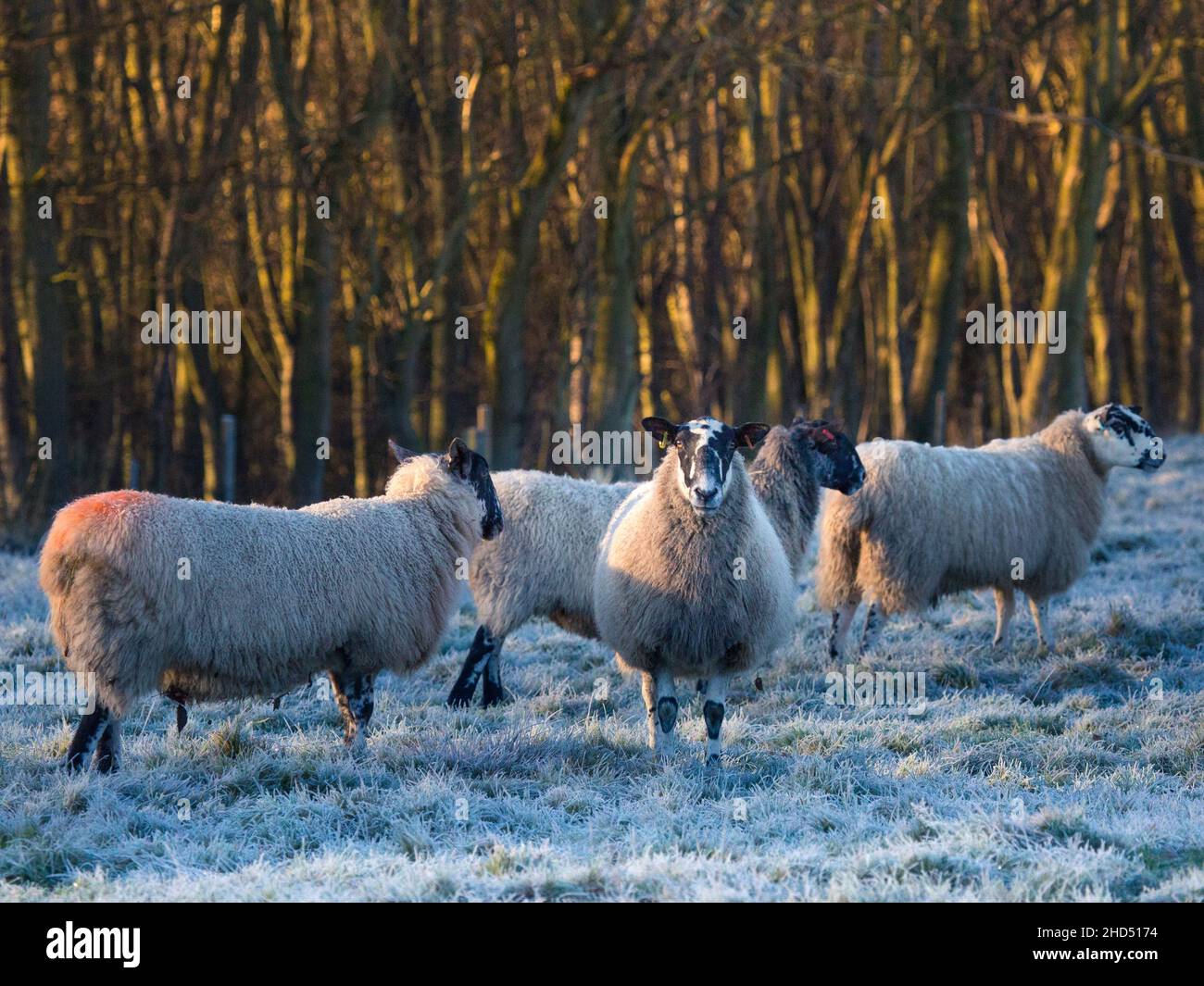 Una mandria o un gregge di pecore con cappotti di lana lungo in una mattinata gelida in inverno con luce di alba sugli alberi in un campo su una fattoria Northumberland Foto Stock