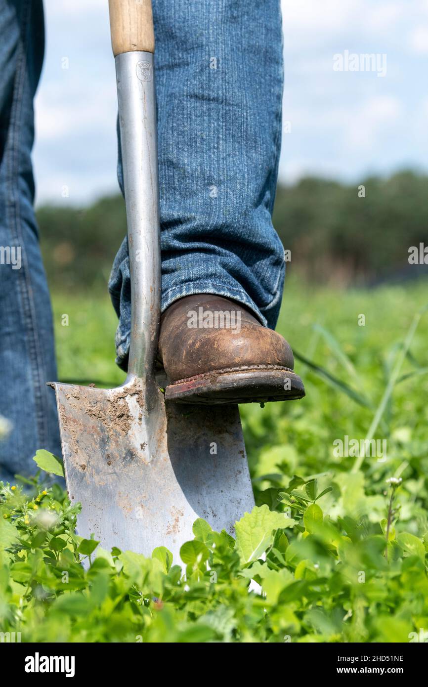Coltivatore che usa una vanga scavare su suolo per controllare la qualità organica di esso. Co. Durham, Regno Unito. Foto Stock