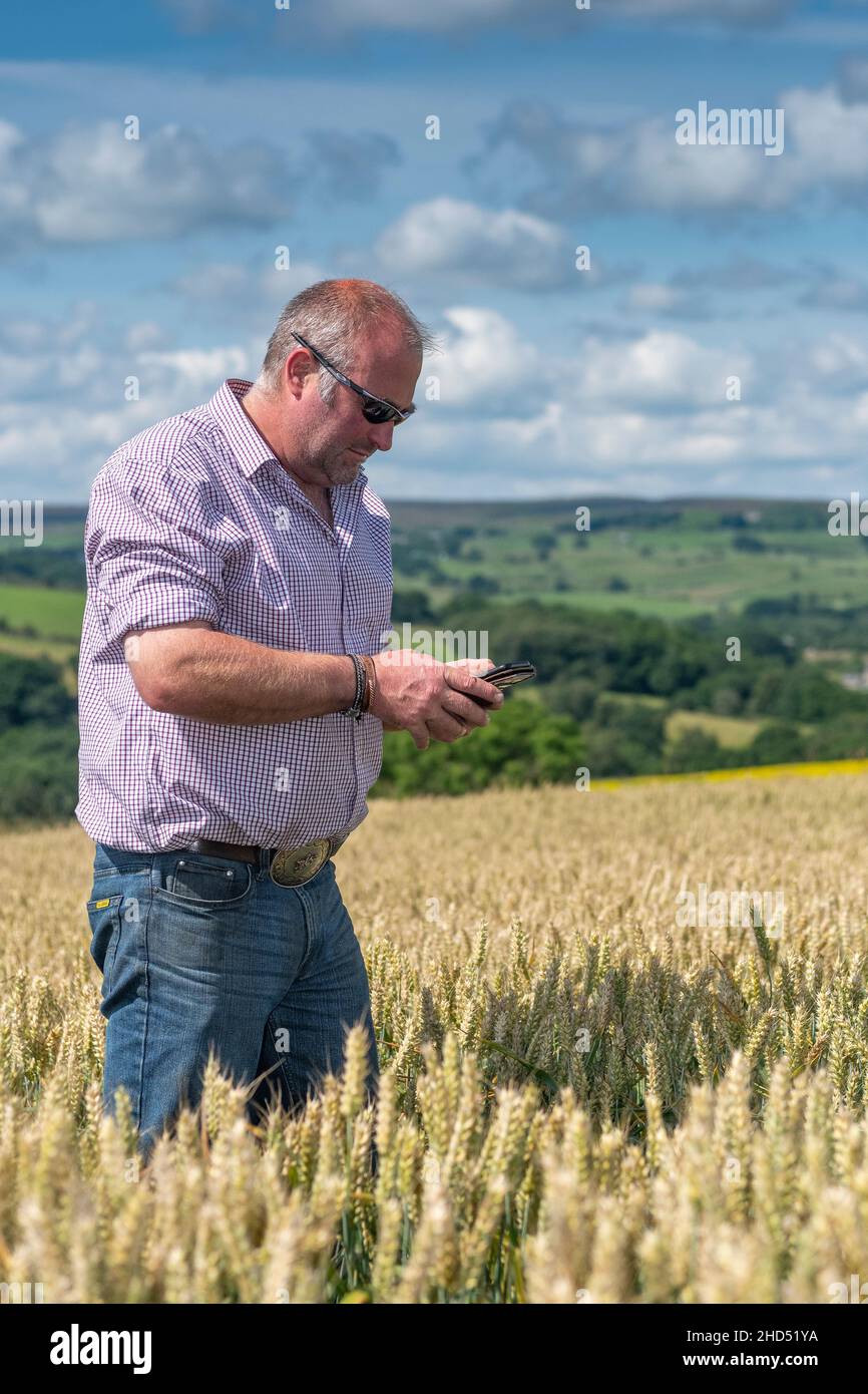 Farmer su cellulare in campo di grano. Co. Durham, Regno Unito Foto Stock