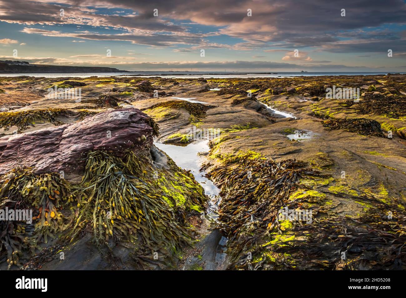 Forme formate nelle rocce a St Marys Island vicino Whitley Bay. Foto Stock