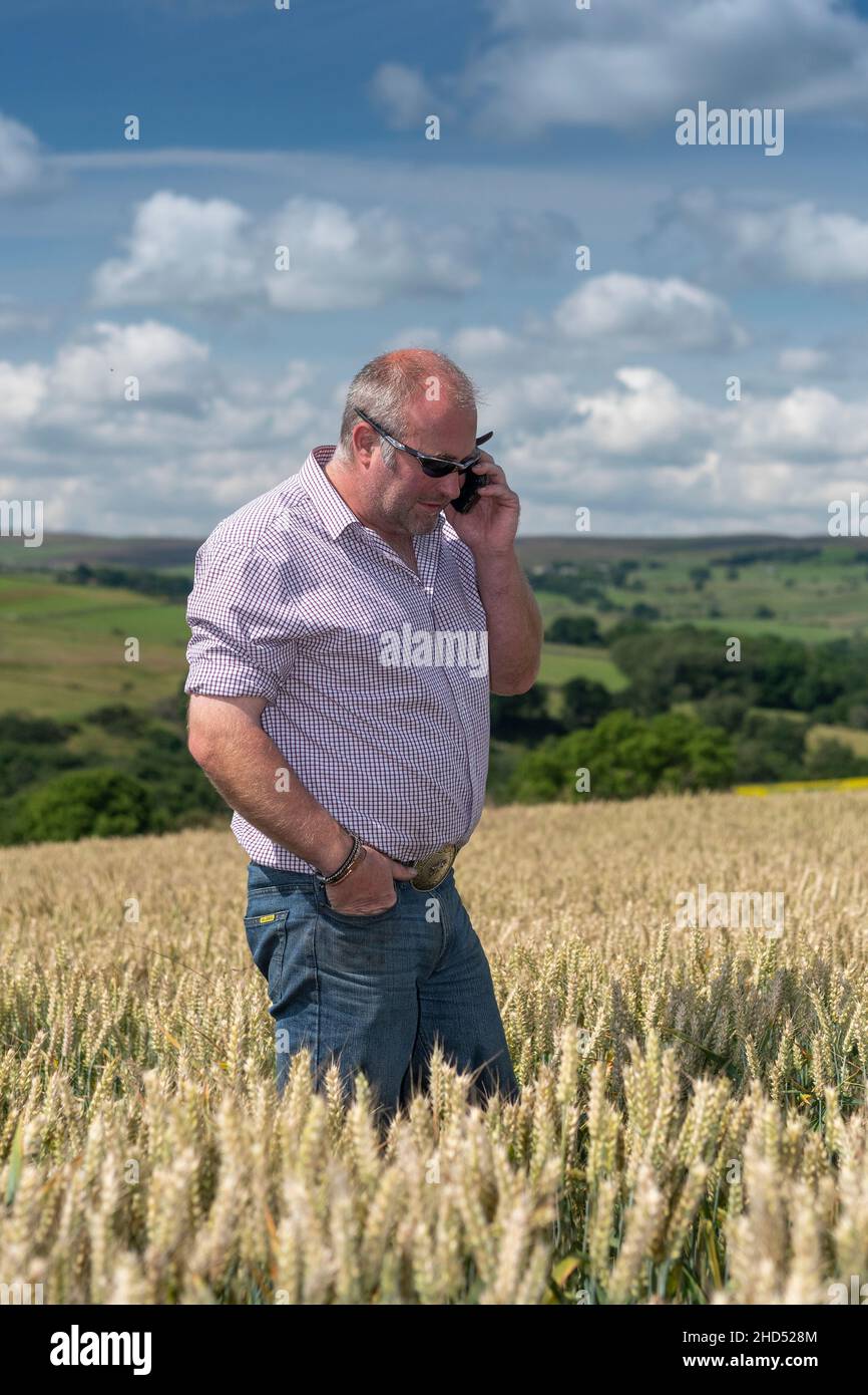 Farmer su cellulare in campo di grano. Co. Durham, Regno Unito Foto Stock