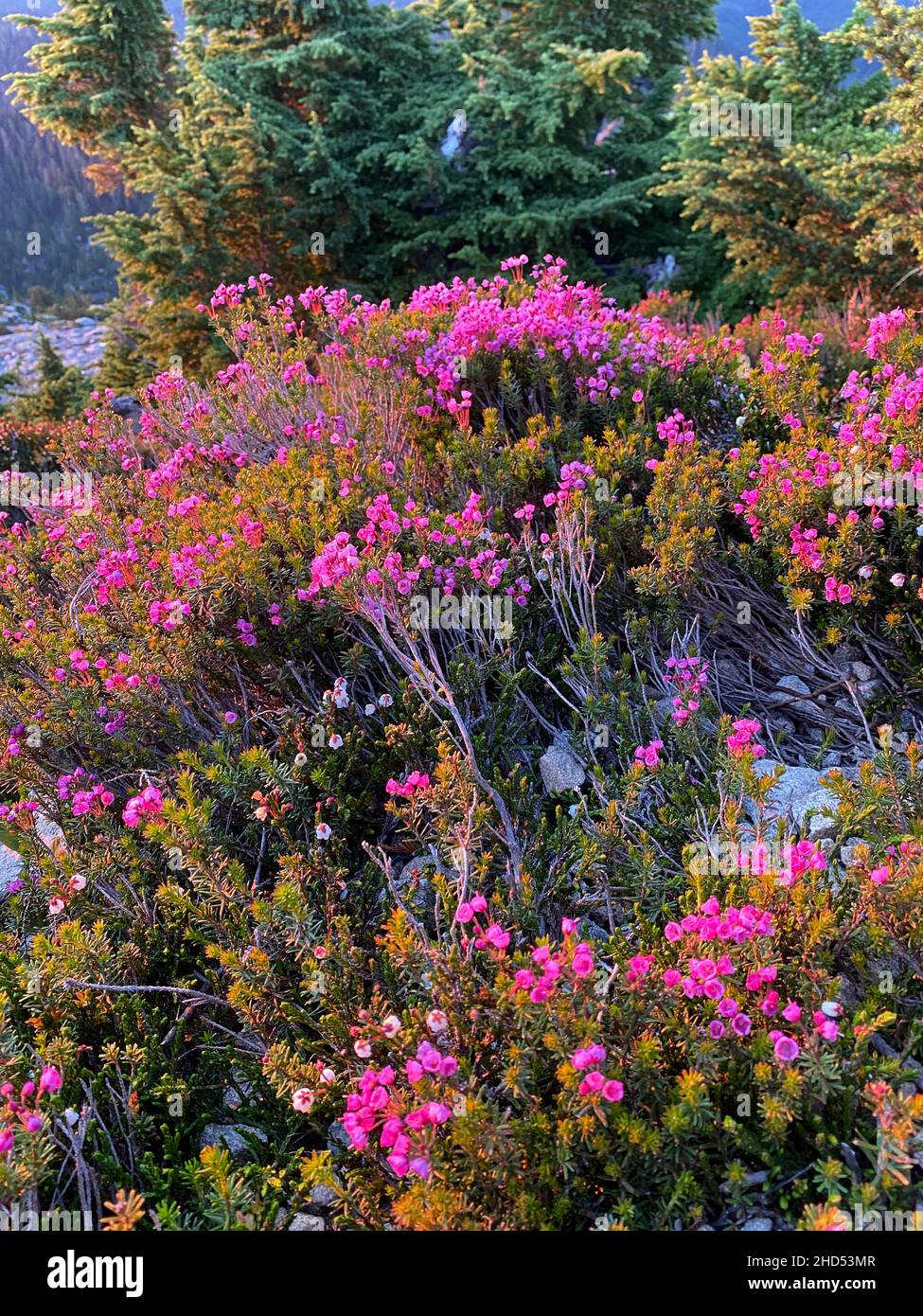 Erica di montagna fiore rosa Foto Stock