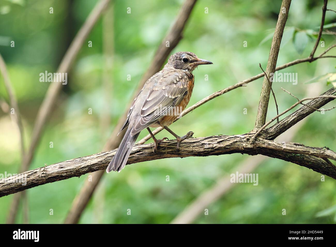 Robin arroccato su Branch in Arboretum a Boston Foto Stock