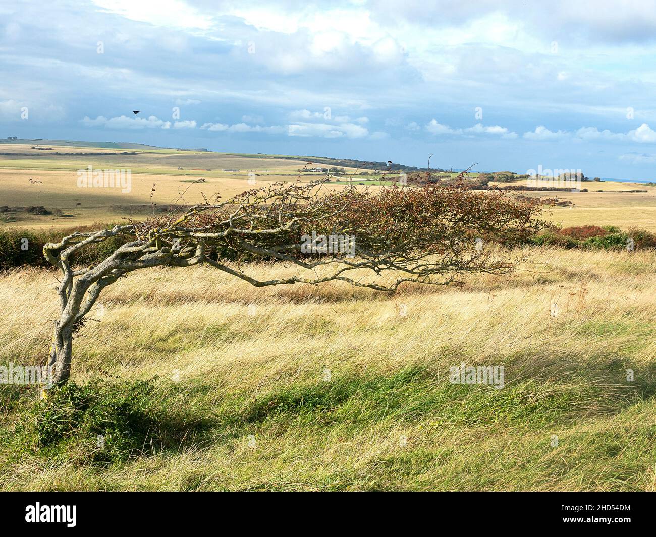 Un albero, magro da un lato con vento costante, Beachy Head, Eastbourne, Inghilterra Foto Stock