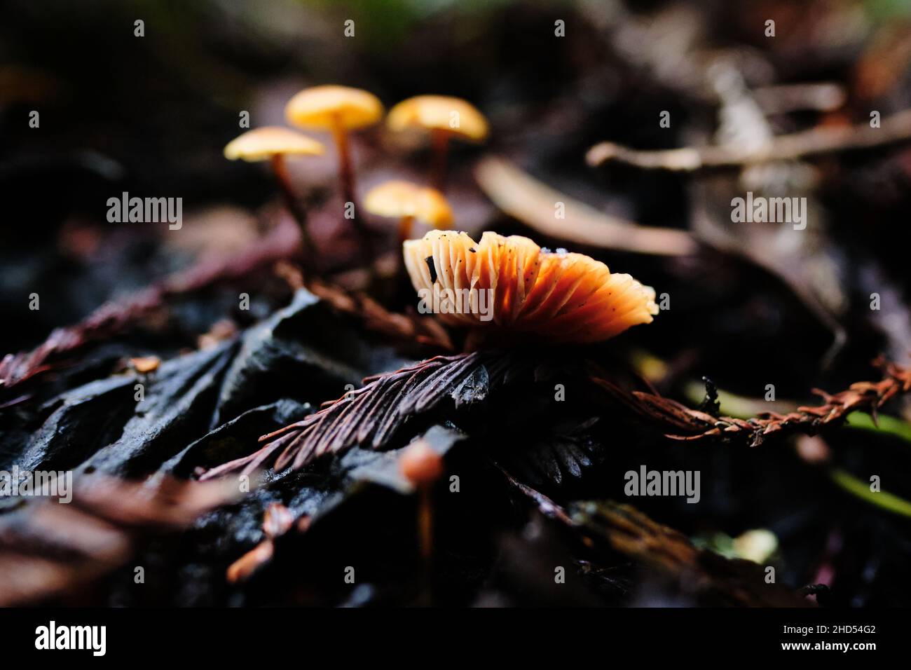 Piccolo fungo arancione che cresce su foglie bagnate Foto Stock