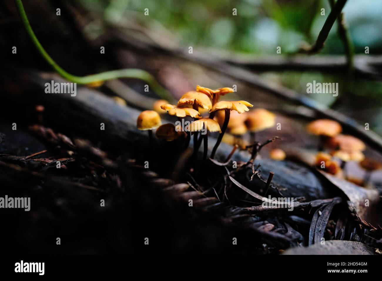 Piccoli funghi arancioni che crescono da terreno umido in Foresta Foto Stock