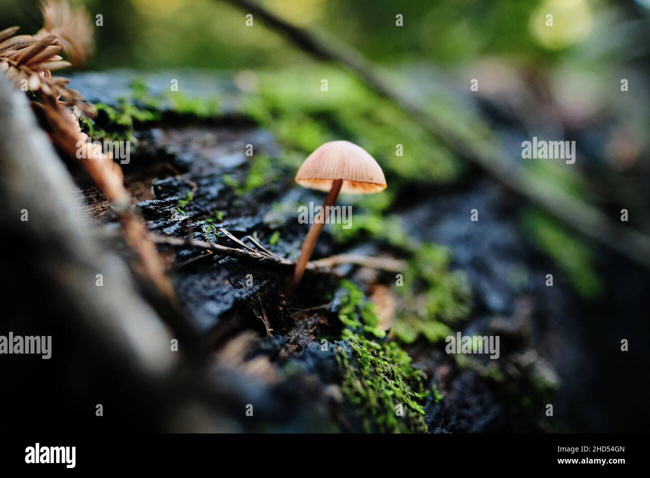 Piccolo fungo marrone che cresce da Mossy Wet Tree Bark Foto Stock