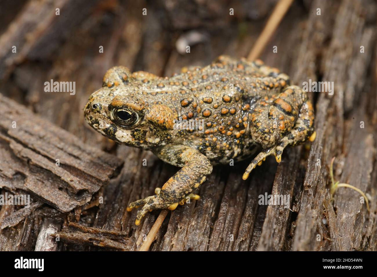 Primo piano laterale di un giovane rospo occidentale , Bufo boreas , su redwood Foto Stock