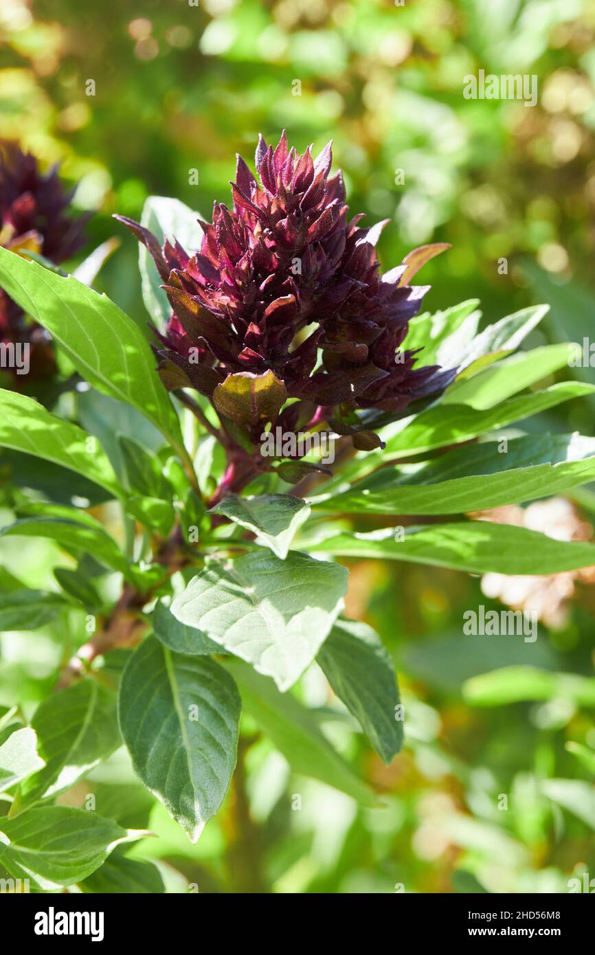 Nel giardino cresce il vulgare origanum (origano). Fiori di origano vulgare, sfondo naturale. Foto Stock