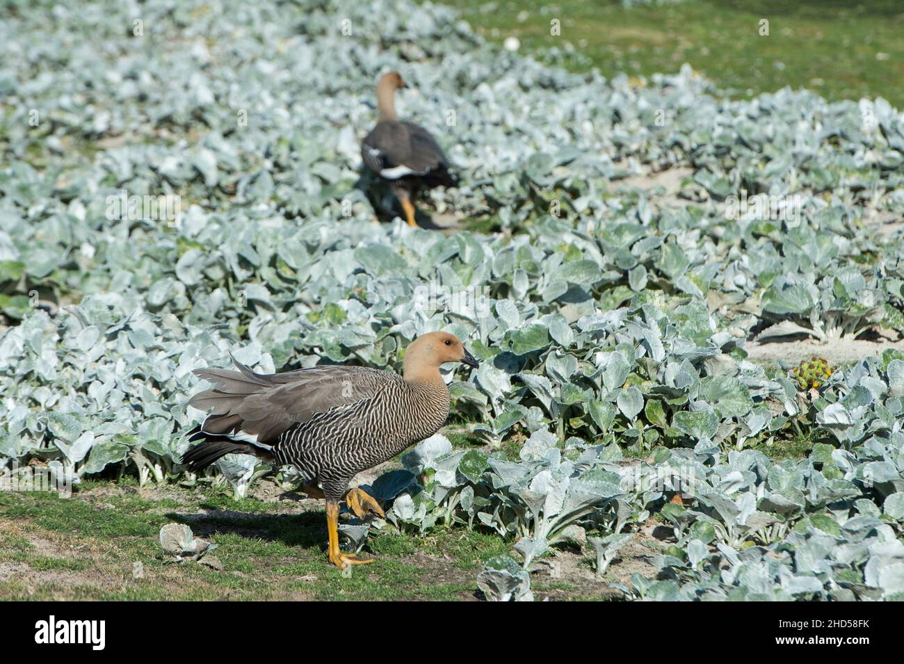 Femmina Upland oca Chloephaga picta, Saunders Island, le Isole Falkland Foto Stock