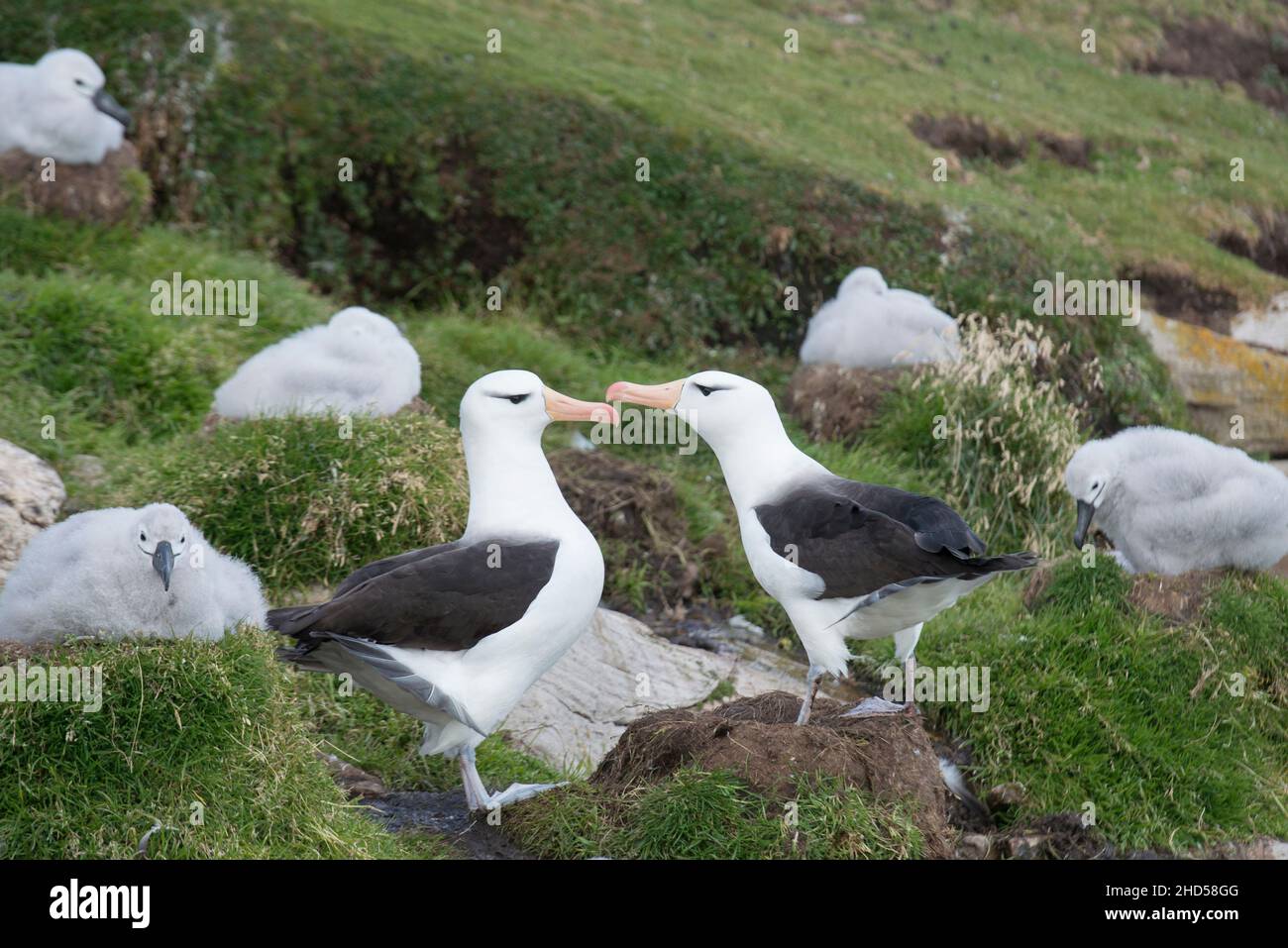 Albatross nero browed ( Thalassarche melanophris ) nido Isole Falkland Sud Atlantic coppia di saluti l'un l'altro al ritorno Foto Stock