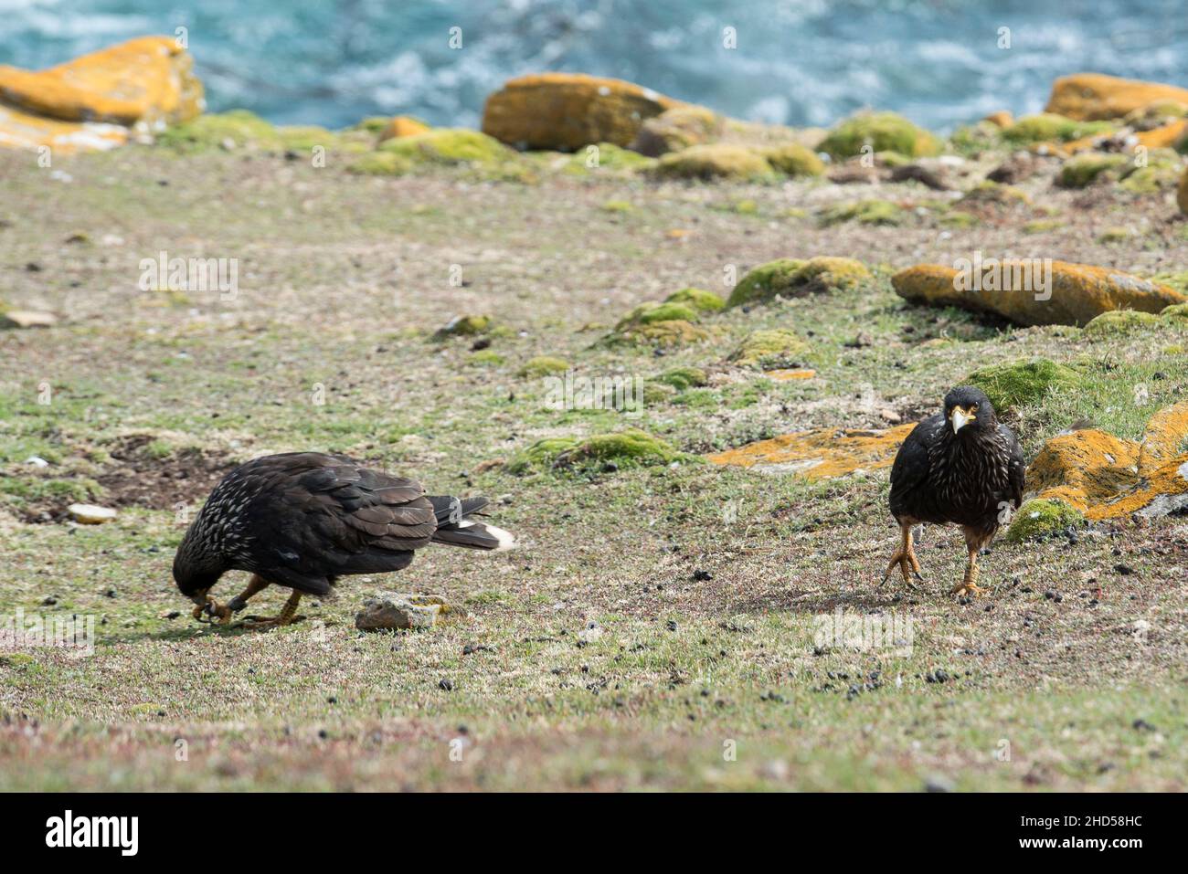 Caracara striata ( Phalboenus australis ) sull'isola di Saunders - Isole Falkland nell'atlantico meridionale Foto Stock