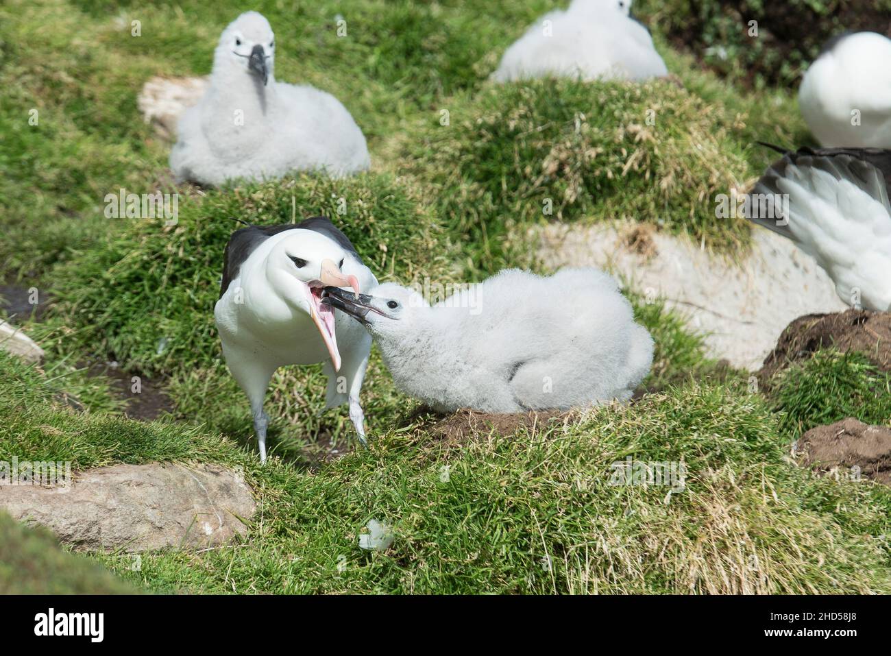 Albatross nero browed (Thalassarche melanophris) nido Isole Falkland Sud Atlantico, genitore che alimenta il pulcino, isola di Saunders Foto Stock