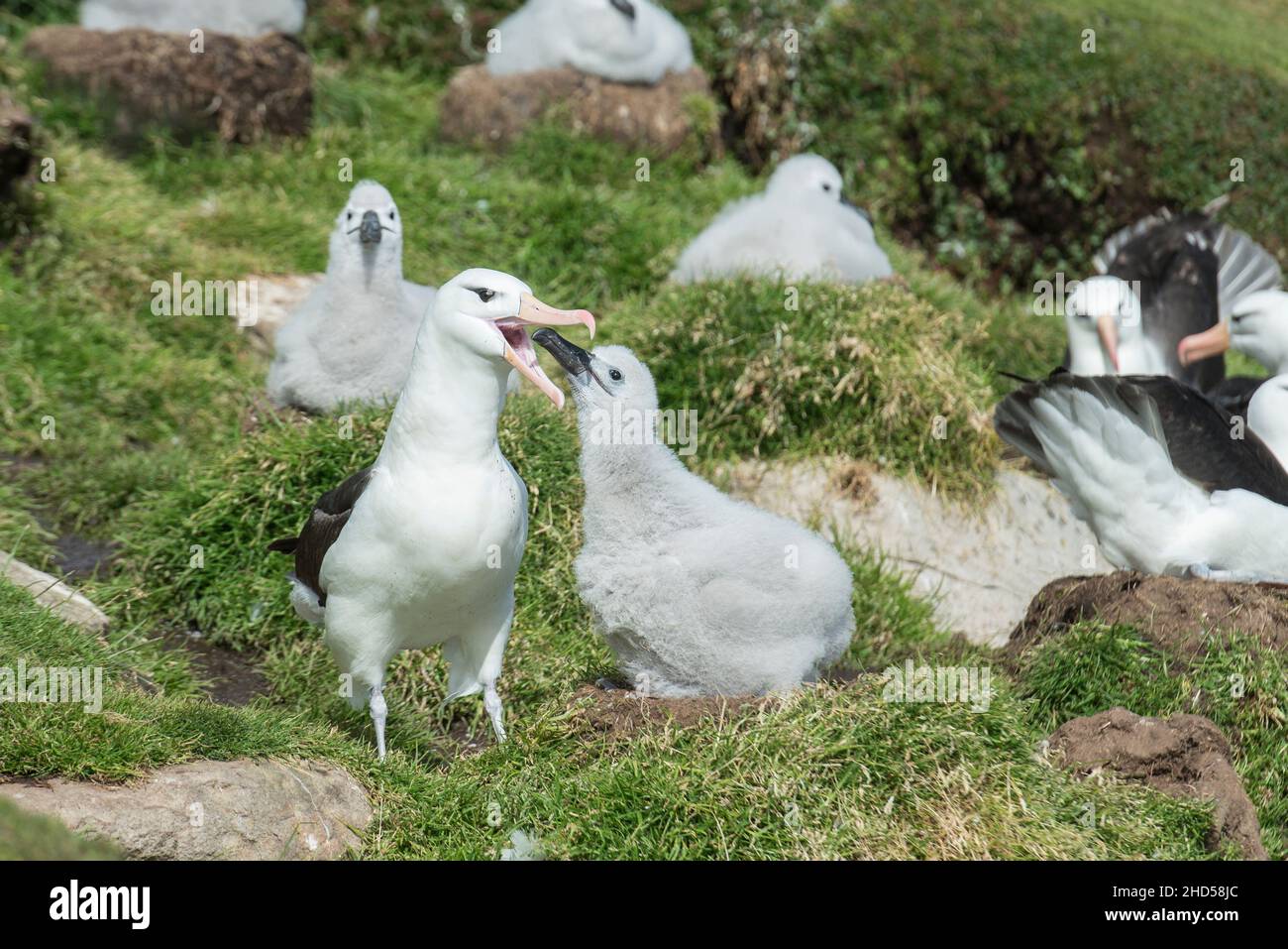 Albatross nero browed (Thalassarche melanophris) nido Isole Falkland Sud Atlantico, genitore che alimenta il pulcino, isola di Saunders Foto Stock
