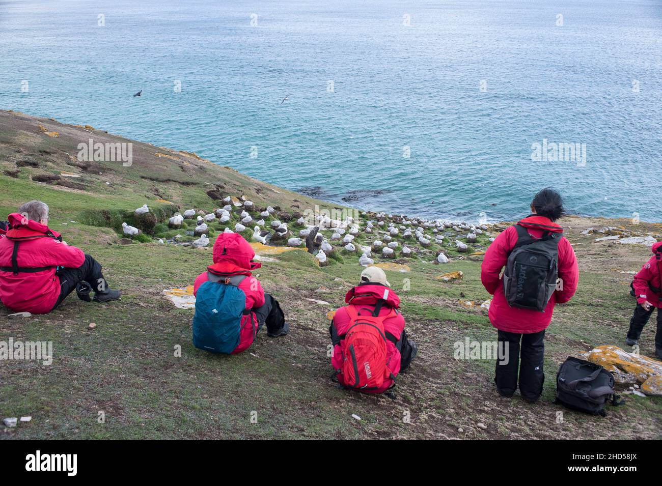 Turista sull'isola di Saunders, Isole falkland, guardando la colonia di nidificazione di albatrosi nero browed Foto Stock