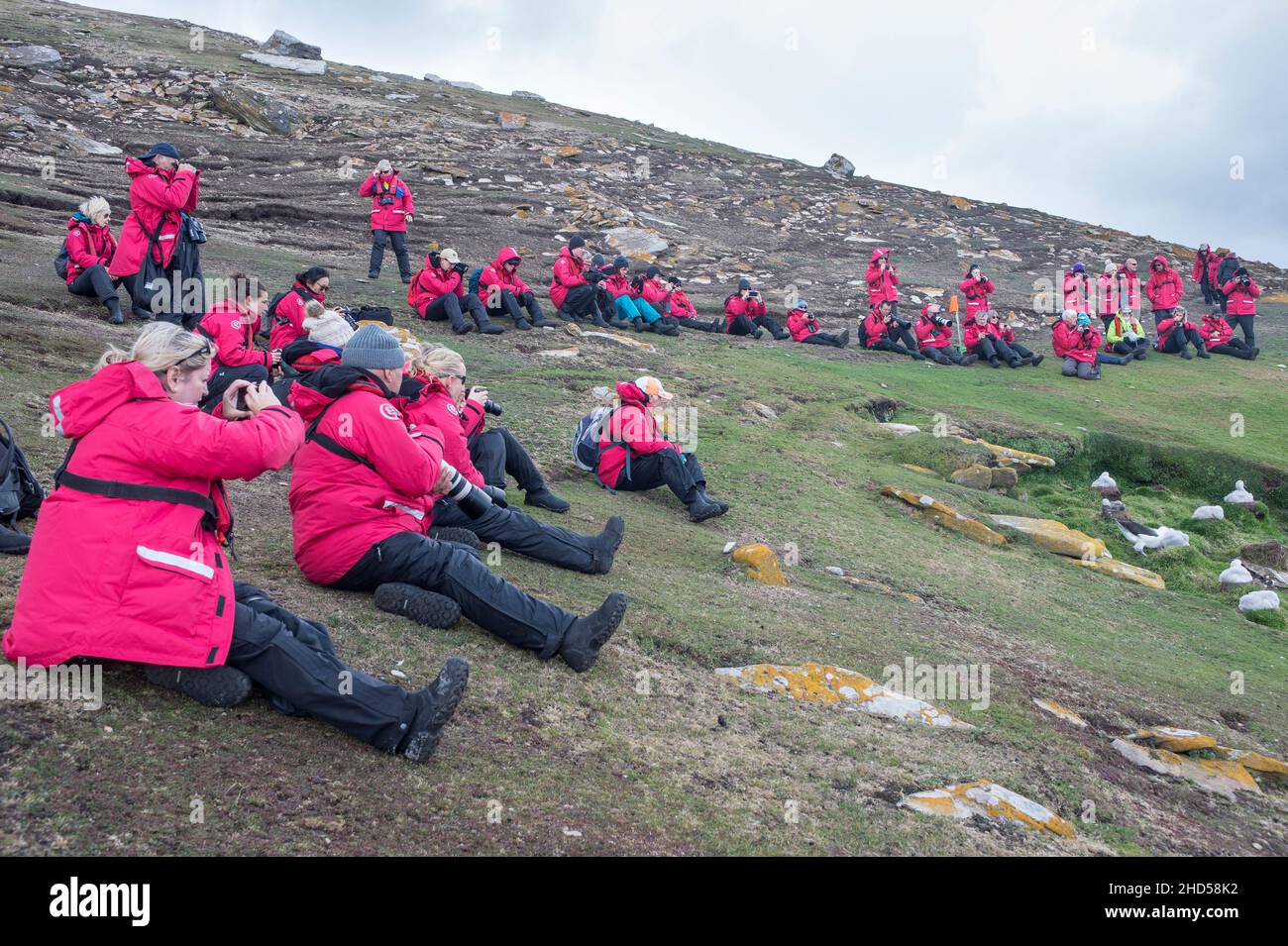 Turista sull'isola di Saunders, Isole falkland, guardando la colonia di nidificazione di albatrosi nero browed Foto Stock