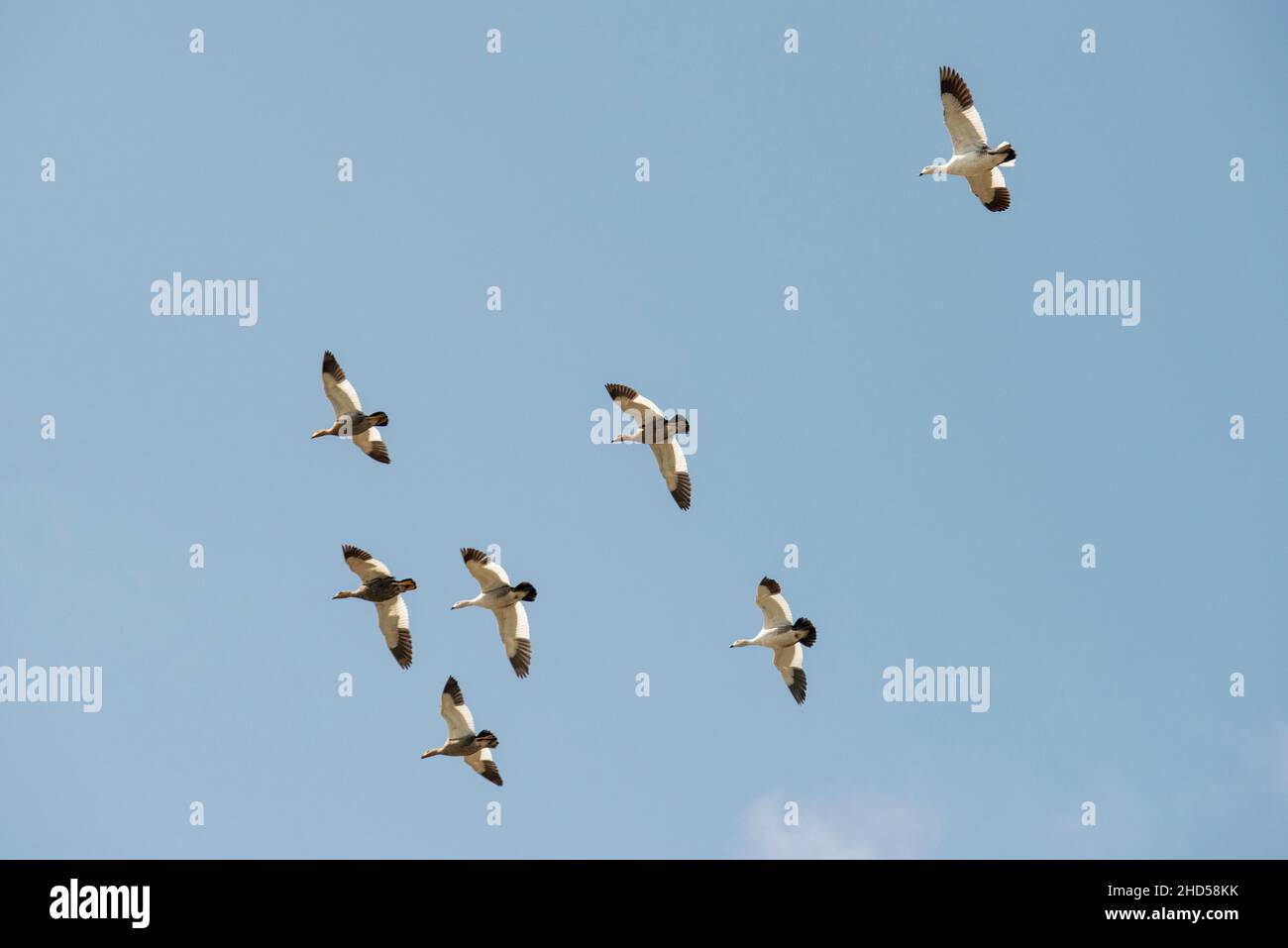 Upland goose, Chloephaga picta, volare sopra Saunders Island, isole falkland Foto Stock