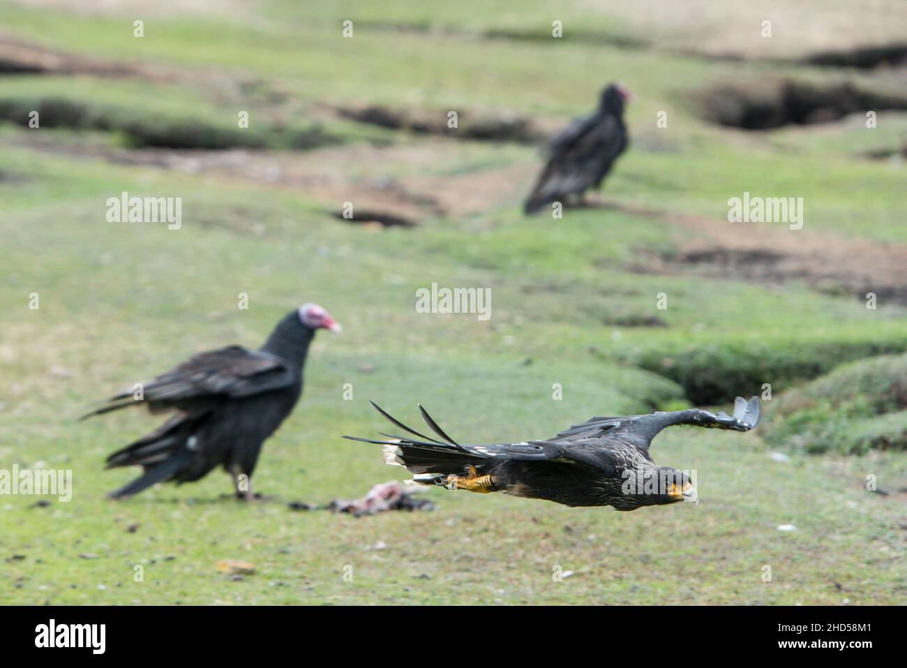 Tacchino avvoltoio, Cathartes aura su Saunder Island, le Isole Falkland, sud atlantico Foto Stock