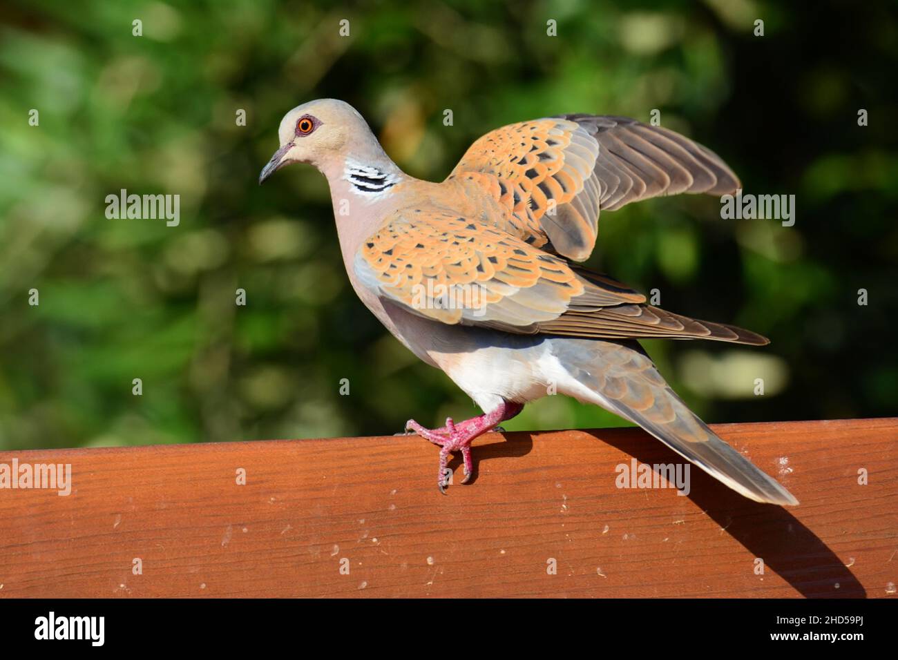 Unione tortora (Streptopelia turtur) Foto Stock