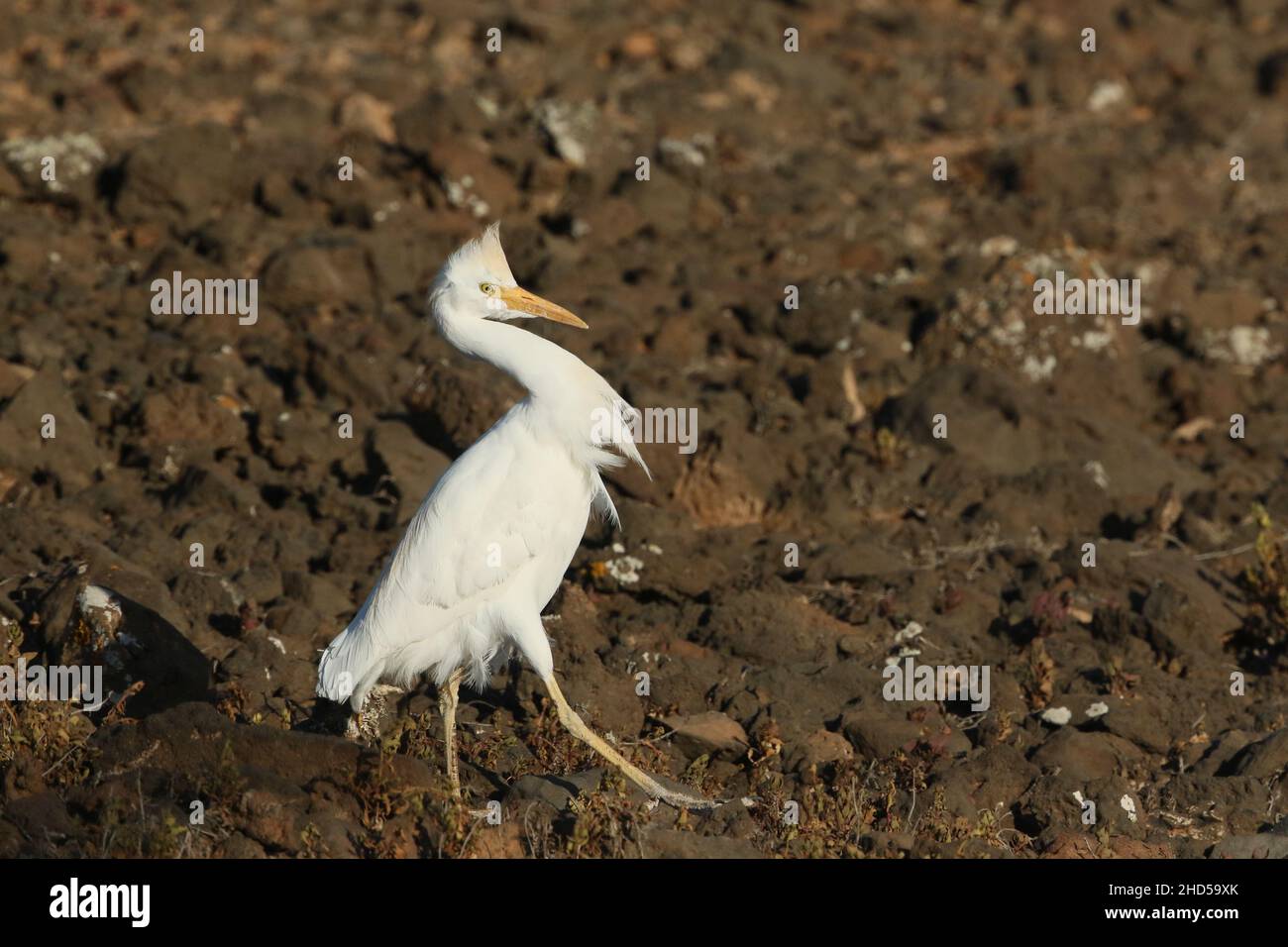 La preda principale per l'airone del bestiame a Lanzarote è lucertola, tra la roccia vulcanica ci sono molti rifugi, ma le aironi del bestiame spesso hanno successo. Foto Stock