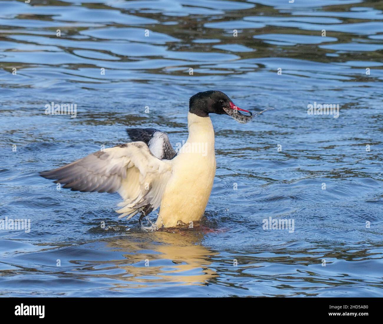 Pesca maschile del gosander, fiume Teifi, Cardigan, Galles Foto Stock
