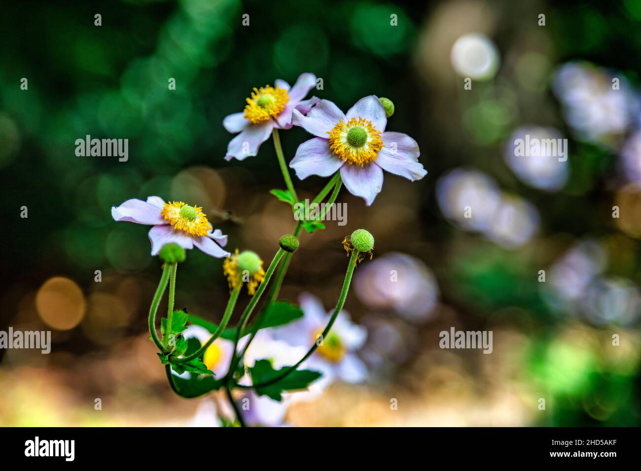 Fiori presi nel giardino di southover grange a Lewes. Foto Stock