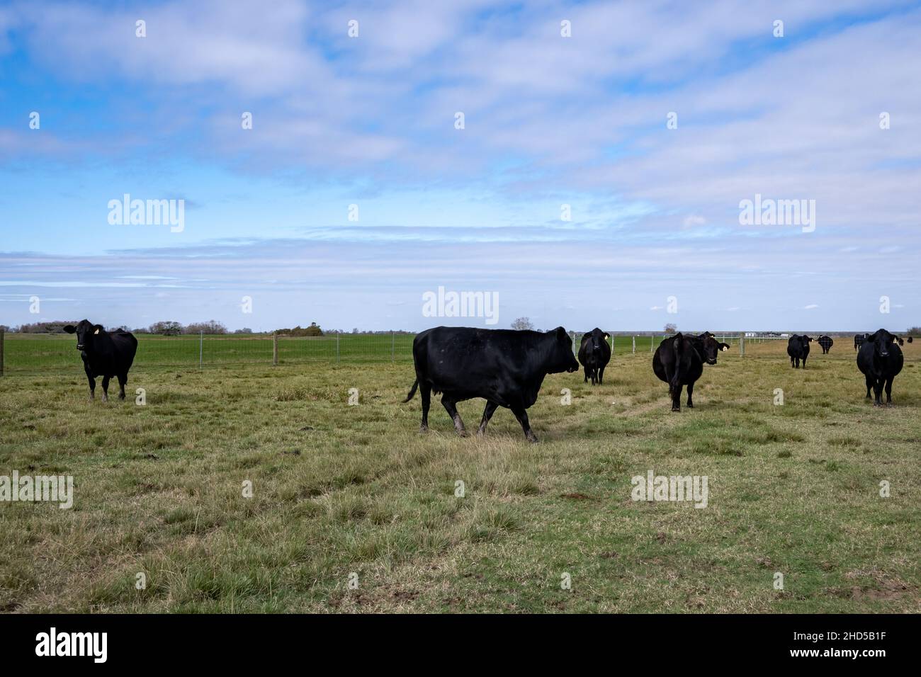 Black Angus cattles vagare in un ranch. Matagorda, Texas, Stati Uniti. Foto Stock
